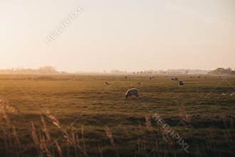 Farm animals in the distance in a field during sunset in Norfolk, England, UK, selective focus