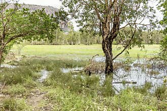 View of the Anbangbang billabong near the Nourlangie Rock, Kakadu Park, Australia