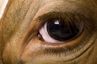 Holstein cow, 4 years old, close up on eye