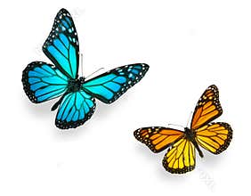 Monarch Butterfly Blue and Orange