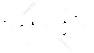 Black and White birds fly endlessly.