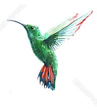 Watercolor realistic hummingbird, colibri tropical bird animal isolated