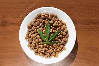 Treats for dogs and cats in white dishes with a green leaf of hemp close up - CBD and medical marijuana for pets. Recreational