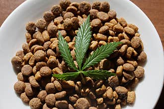 Treats for dogs and cats and green leaves of cannabis - CBD and medical marijuana for pets concept
