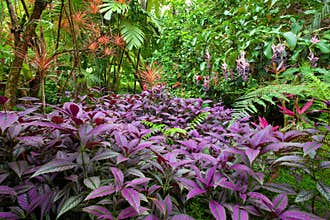 Colorful, lush tropical rain forest