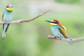 Pair of bright cute birds sitting on the branches