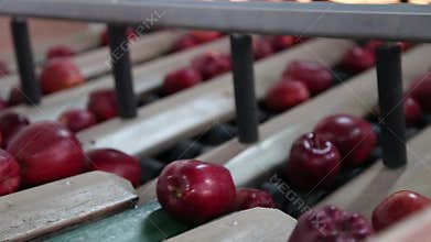 The sorting line sorts the apples.
