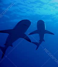 Caribbean Reef Sharks