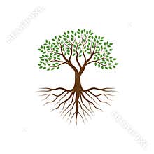 Tree with the roots vector illustrations