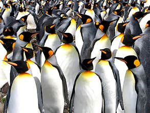 King penguins