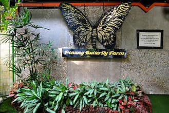 Penang Butterfly Farm