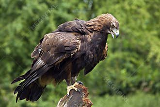 Golden Eagle -Scotland