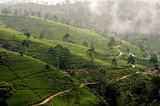 Green tea terrasses in the highland from Sri Lanka