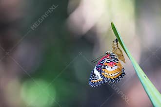 Leopard Lacewing Butterfly on Chrysalis in the garden