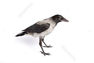 Hooded Crow (Corvus cornix)