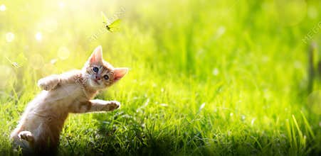 Happy playing Cat on green summer outdoor  background