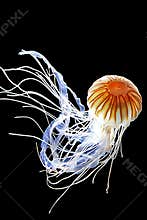 Jellyfish