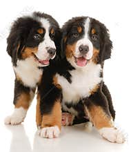 Puppies
