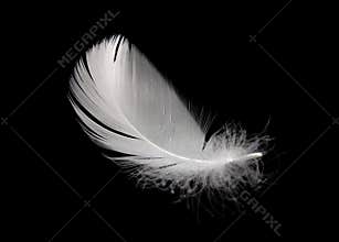 Swan feather