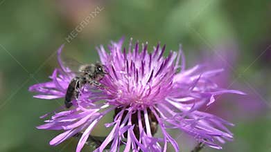 Bee  flies to the brown knapweed flower, slow motion