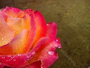 Rose in Copper Basin