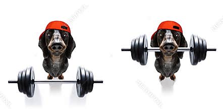 Personal trainer dog