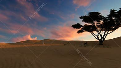 Arab man walking through the desert towards oasis at sunset