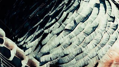 Bird plumage texture on wind