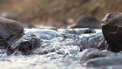 small river in the forest close up