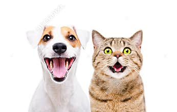 Portrait of cute dog Jack Russell Terrier and cheerful cat Scottish Straight