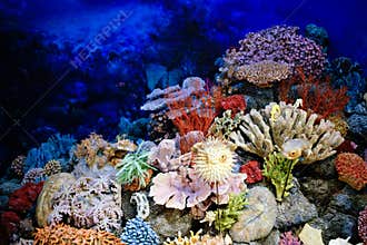 Specimens of Marine corals and fishes.