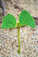 Green Young Leaf On Beach