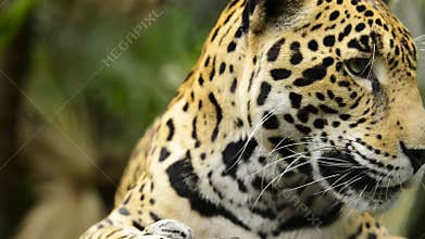 Jaguar Cat Close Up