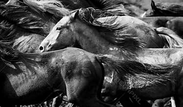 A herd of young horses