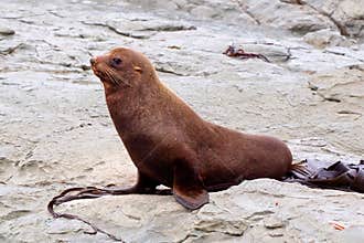 Australasian fur seal - profile