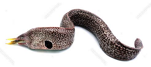 Moray eel
