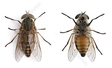 Horse flies in front of a white background
