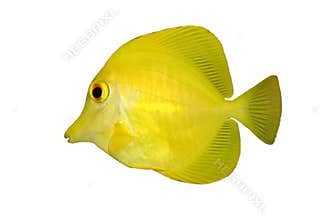 Yellow fish (Tang) isolated