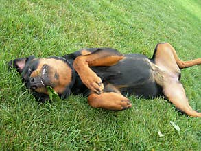 Puppy Dog Begs for Tummy Rub