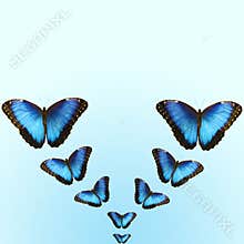 Bright blue morpho butterflies on blue background with copy space