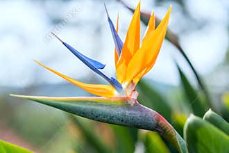 The bird of paradise flowers bloom