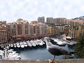 Seagull staring at yachts in Monaco