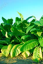 Tobacco Plants