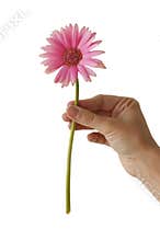 Colorful flower