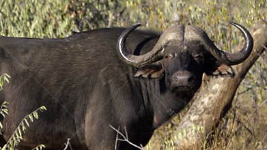 A Cape Buffalo walk away
