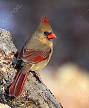 Beautiful Female Northern Cardinal