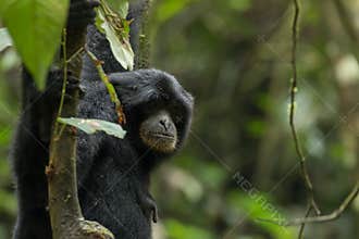Endangered Sumatran lar gibbon Hylobates lar vestitus, in Gunung Leuser National Park, Sumatra, Indonesia.