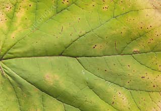 Macro shot of green natural leaf tree plant like ecology