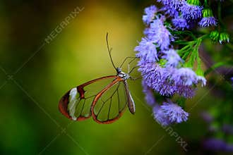 Nero Glasswing, Greta nero, Close-up of transparent glass wing butterfly on green leaves, scene from tropical forest, Costa Rica,