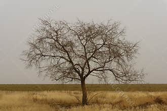 Simple Tree